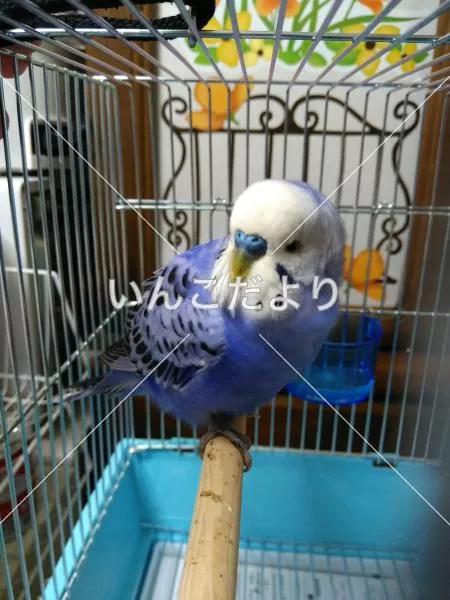 コメントの画像