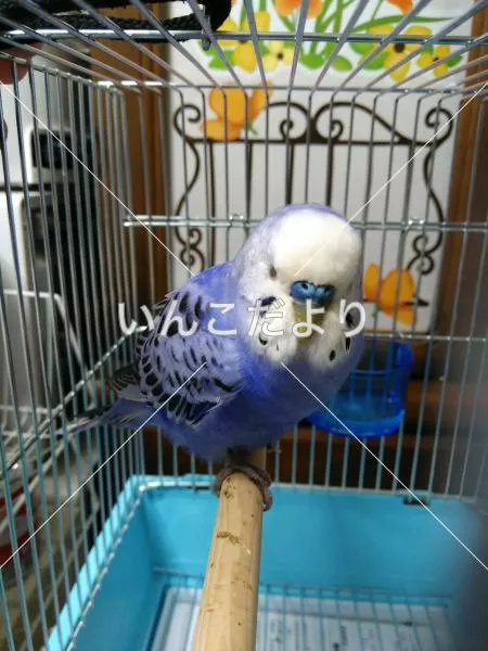 コメントの画像