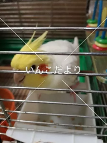 コメントの画像