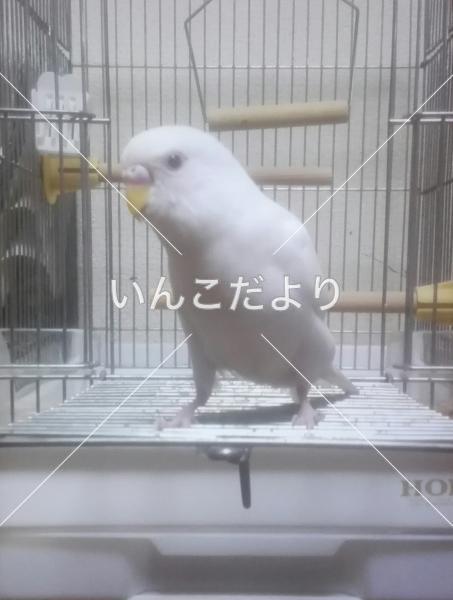 コメントの画像