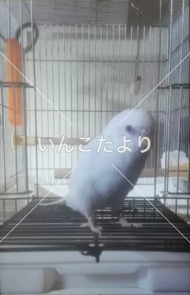 コメントの画像