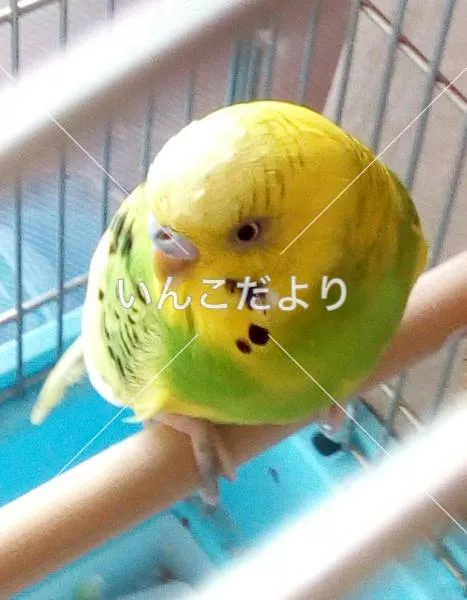 コメントの画像