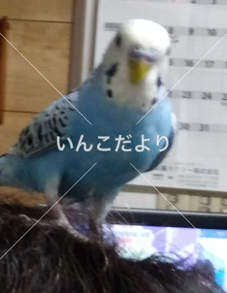 コメントの画像