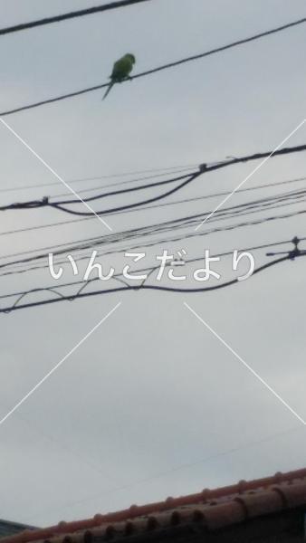 コメントの画像