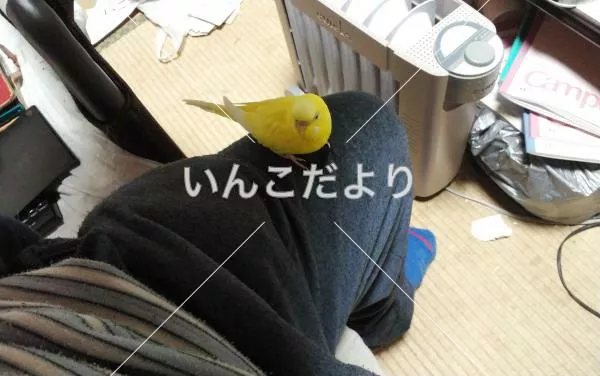 コメントの画像