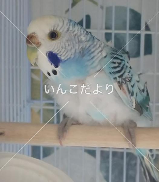 コメントの画像