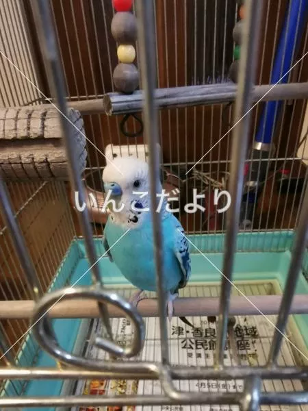 コメントの画像