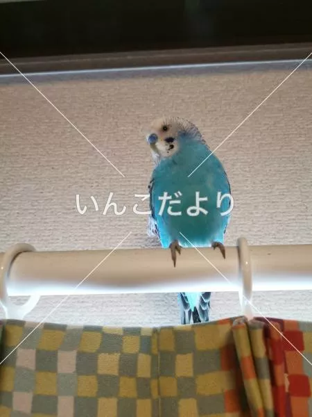 コメントの画像