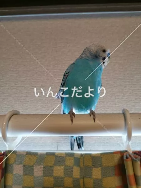 コメントの画像