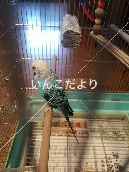 コメントの画像