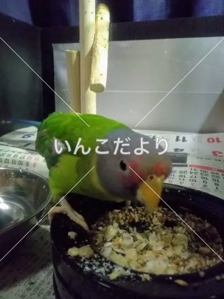 コメントの画像