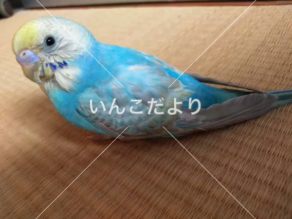 コメントの画像