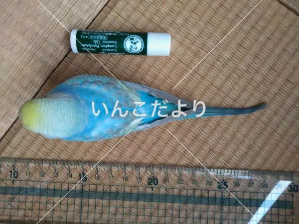 コメントの画像