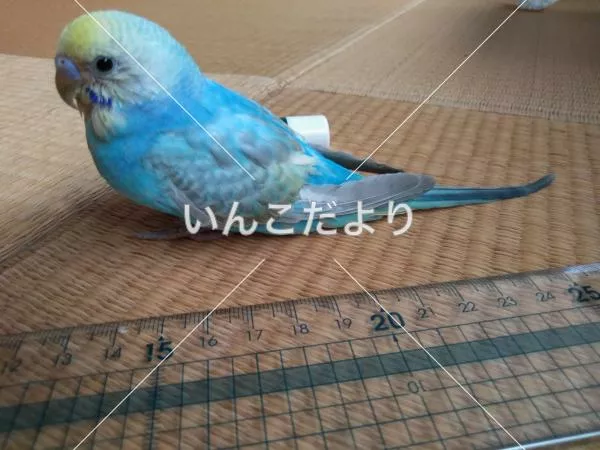 コメントの画像