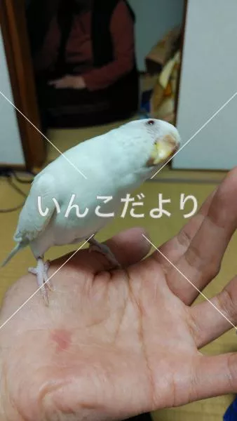 コメントの画像