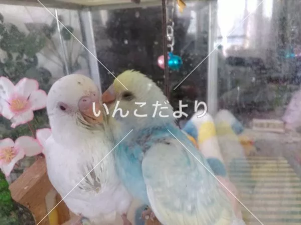 コメントの画像