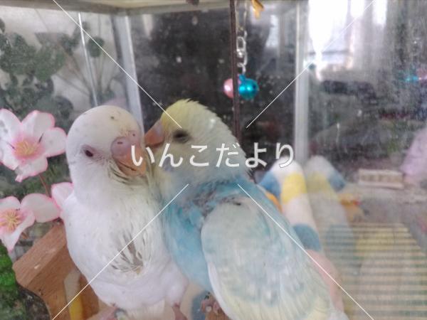 コメントの画像