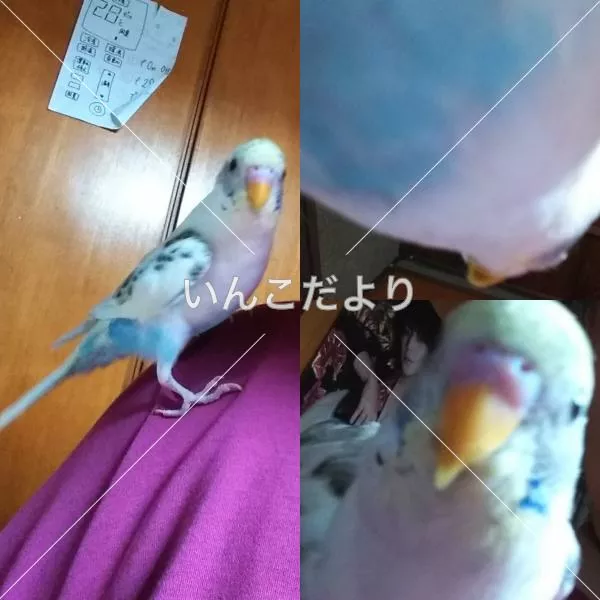 コメントの画像