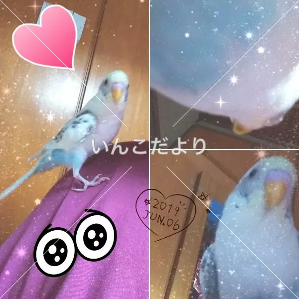 コメントの画像