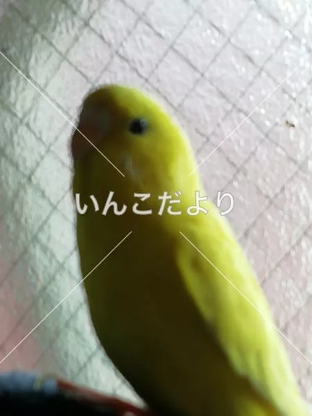 コメントの画像