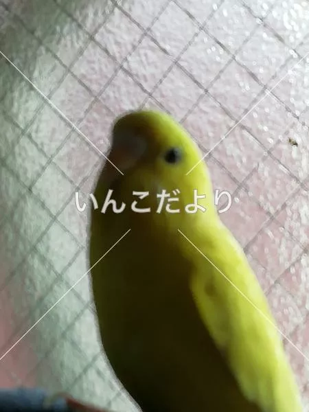 コメントの画像