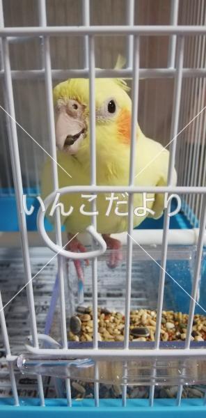 コメントの画像