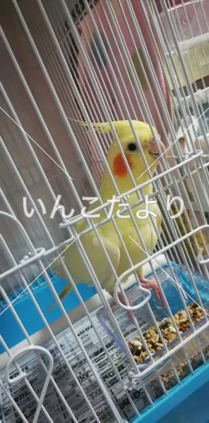 コメントの画像