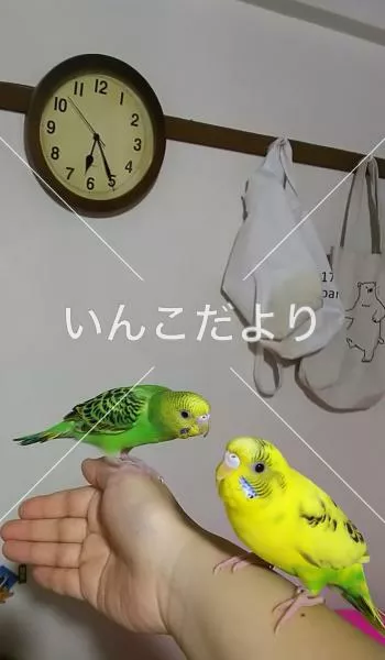 コメントの画像