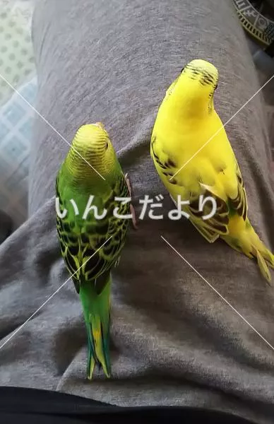 コメントの画像