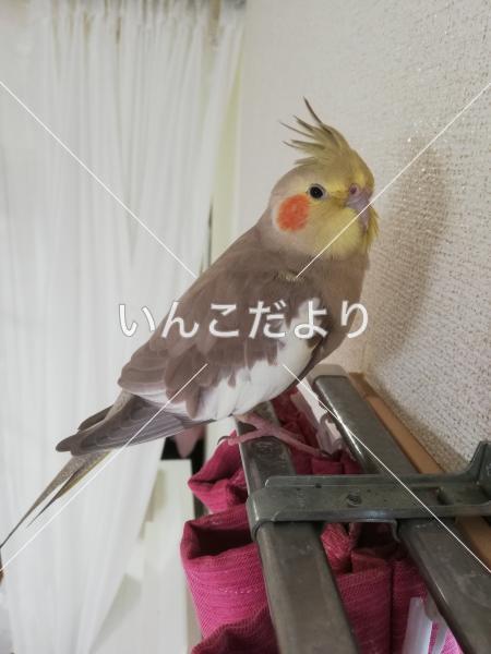 コメントの画像