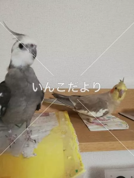 コメントの画像