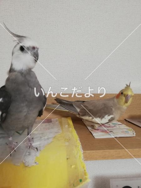 コメントの画像