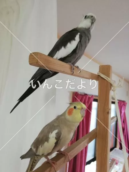 コメントの画像