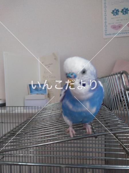 コメントの画像