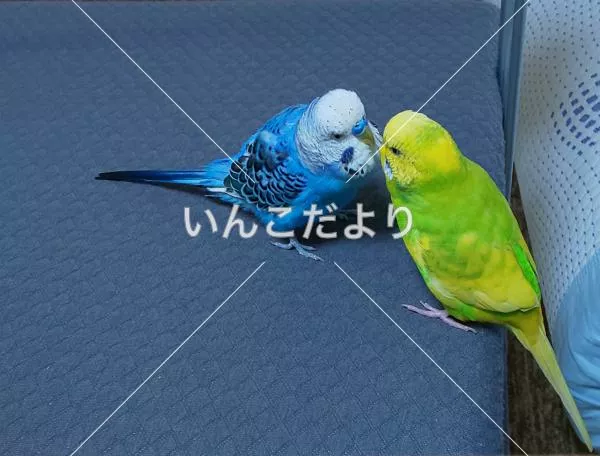 コメントの画像