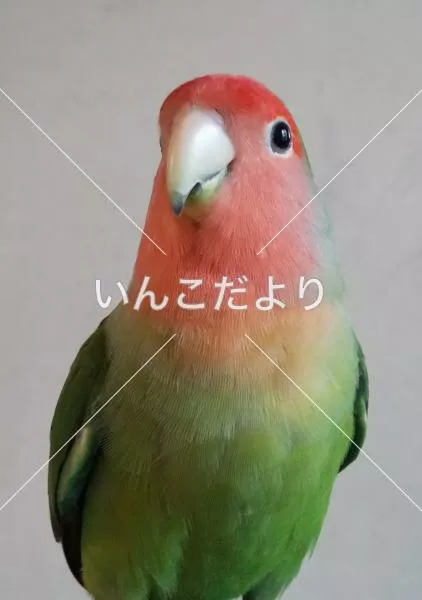 コメントの画像