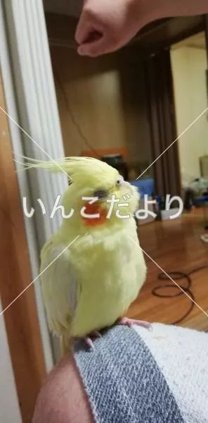 コメントの画像