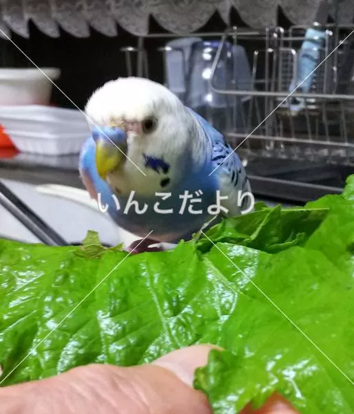 コメントの画像