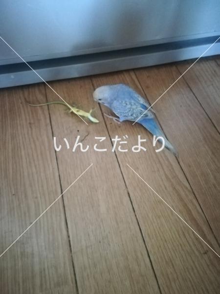コメントの画像