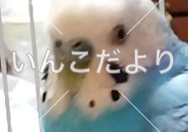 コメントの画像