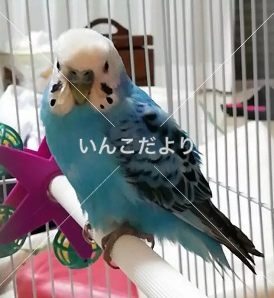 コメントの画像