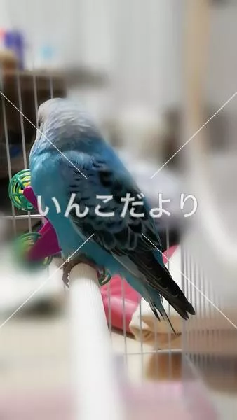 コメントの画像