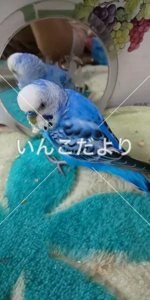 コメントの画像