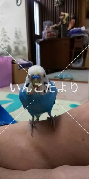 コメントの画像