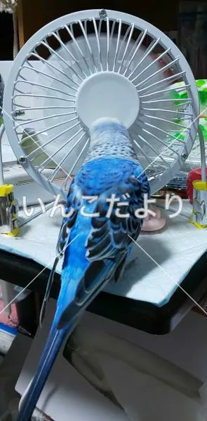 コメントの画像