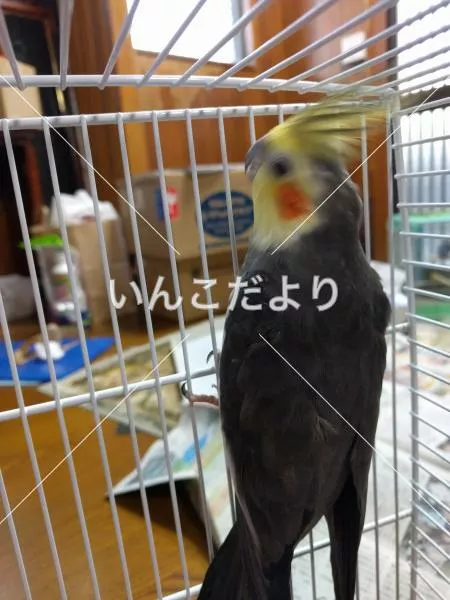 コメントの画像