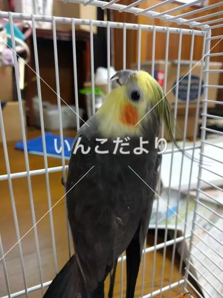 コメントの画像