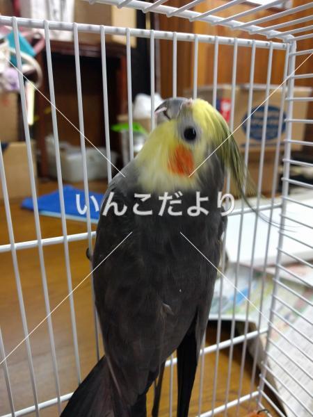 コメントの画像