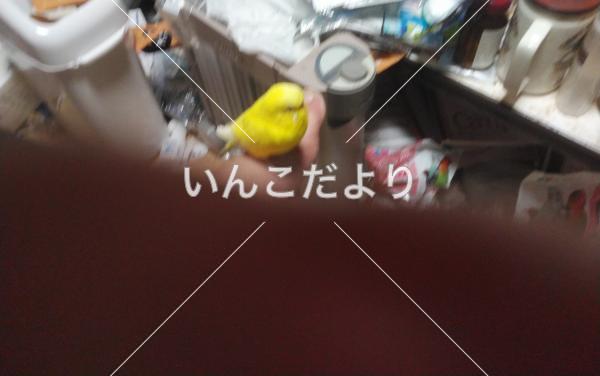 コメントの画像