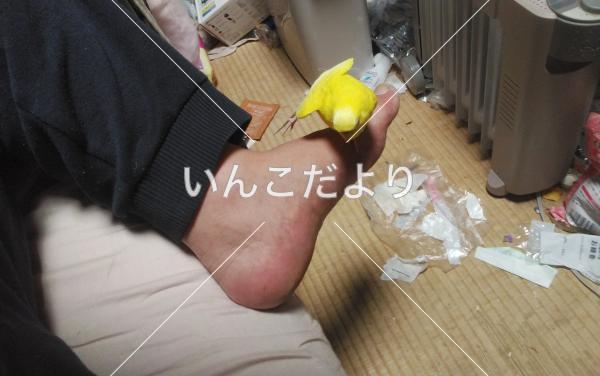 コメントの画像